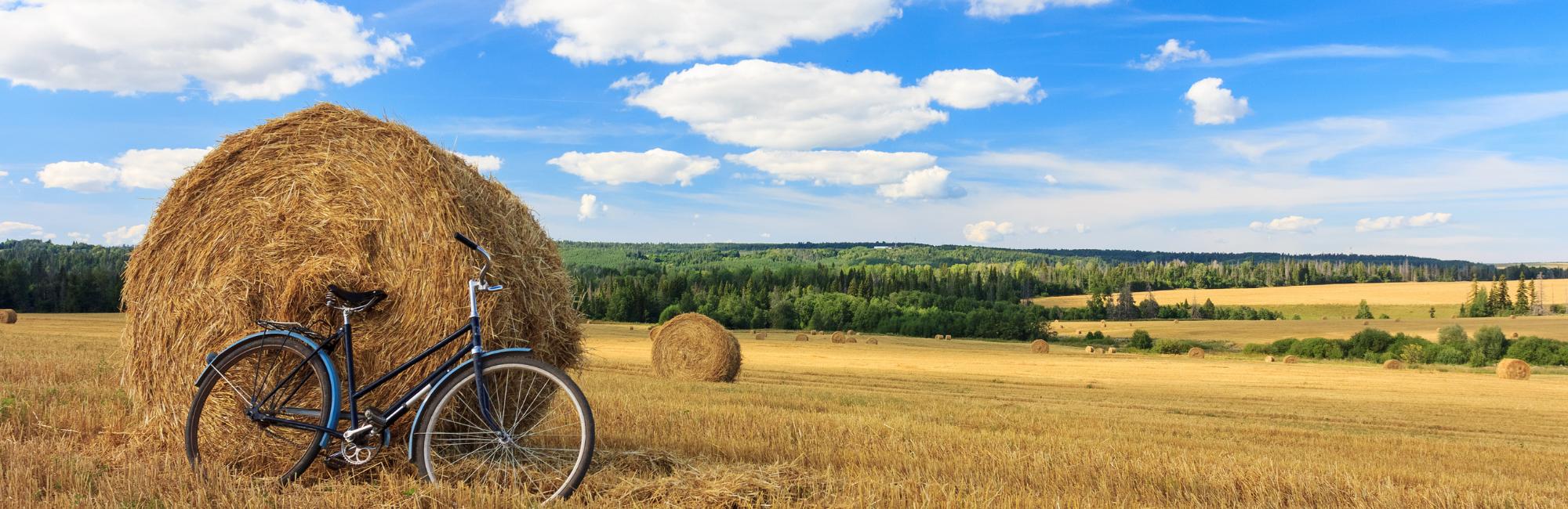 cereal field and bicycle