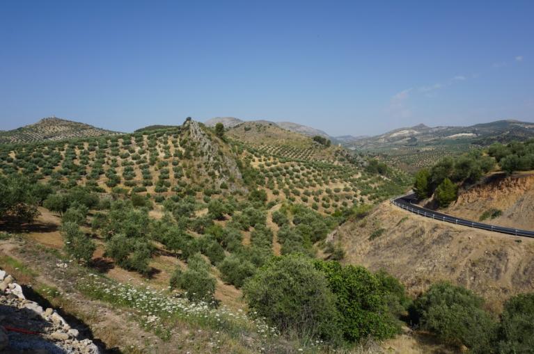 Landscape of typical olive groves of Andalusia
